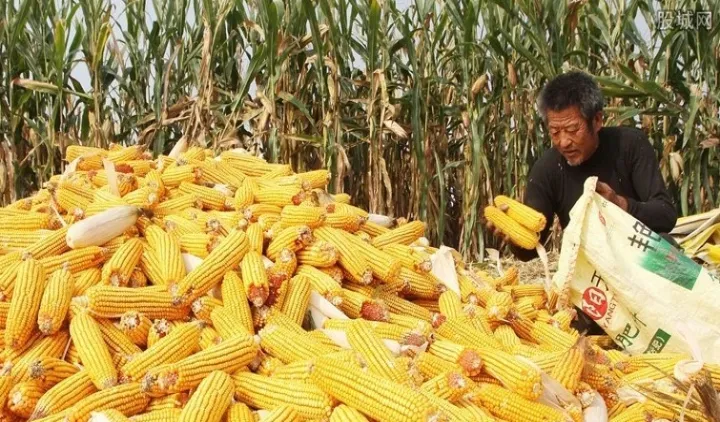 期货玉米行情行情(玉米油期货今日行情) (https://www.ynbygsw.com/) 理财百科 第1张