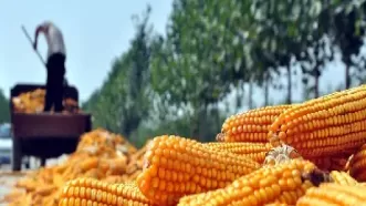 玉米期货不好做(玉米期货不好做怎么办) (https://www.ynbygsw.com/) 股指期货 第1张