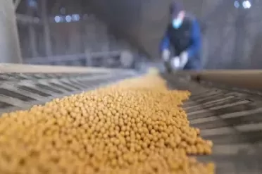大豆等油料期货午评(2109大豆油期货) (https://www.ynbygsw.com/) 期货平台 第1张