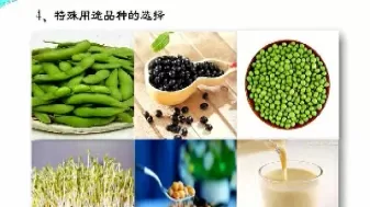 大豆期货和什么品种有关(大豆期货走势和白银有关吗) (https://www.ynbygsw.com/) 期货平台 第1张