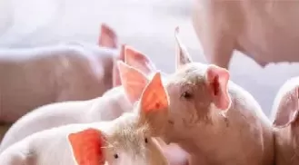 养猪怎么使用生猪期货(生猪期货交易流程) (https://www.ynbygsw.com/) 国际期货 第1张
