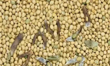 期货大豆指的是什么(大豆期货交易市场) (https://www.ynbygsw.com/) 道指期货 第1张